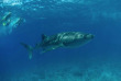 Maldives - Prodivers Lily Beach