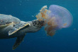 Maldives - Centre de plongée Sea Explorer - Méduse et tortue