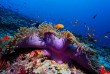 Maldives - Centre de plongée Werner Lau © U Kefrig