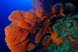 Maldives - Centre de plongée Werner Lau © U Kefrig