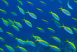 Maldives - Centre de plongée Werner Lau © U Kefrig