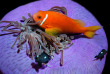 Maldives - Centre de plongée Werner Lau © U Kefrig