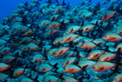 Maldives - Centre de plongée Werner Lau © U Kefrig
