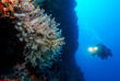 Maldives - Centre de plongée Werner Lau © U Kefrig