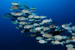 Maldives - Centre de plongée Werner Lau © U Kefrig