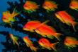 Maldives - Centre de plongée Werner Lau © U Kefrig