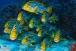 Maldives - Centre de plongée Werner Lau © U Kefrig