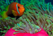 Maldives - Centre de plongée Werner Lau © U Kefrig