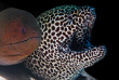Maldives - Centre de plongée Werner Lau © U Kefrig