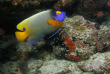 Maldives - Centre de plongée Sea Explorer - Reethi Faru