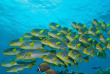 Maldives - Centre de plongée Sea Explorer - Reethi Faru