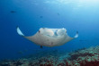 Forfait de Snorkeling avec Sea Explorer à Reethi Faru © Sea Explorer, Frank Schneider