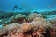Forfait de Snorkeling avec Sea Explorer à Reethi Faru © Sea Explorer