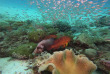 Forfait de Snorkeling avec Sea Explorer à Reethi Faru © Sea Explorer