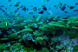 Maldives - Reverie Diving Village - Plongée