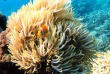 Maldives - Reverie Diving Village - Plongée