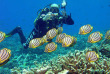 Maldives - Reverie Diving Village - Plongée