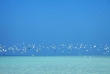 Maldives - The Barefoot Eco Hotel - Activités et excursions