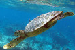 Maldives - The Barefoot Eco Hotel - Plongée