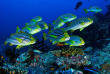 Maldives - Vakkaru Island