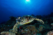 Maldives - Vakkaru Island