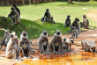 Sri Lanka - Singes à Anuradhapura © Shutterstock, Galyna Andrushko