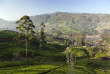 Sri Lanka - Ceylon Tea Trails - Castlereagh Bungalow