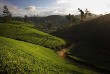 Sri Lanka - Ceylon Tea Trails - Promenade dans les environs