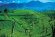 Sri Lanka - Ceylon Tea Trails - Promenade dans les environs