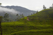 Sri Lanka - Ceylon Tea Trails - Promenade dans les environs