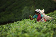 Sri Lanka - Ceylon Tea Trails - Promenade dans les environs