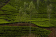 Sri Lanka - Ceylon Tea Trails - Promenade dans les environs