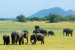 Sri Lanka - Éléphants à Minneriya © Shutterstock, Surangasl