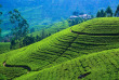 Sri Lanka - Nuwara Eliya © Shutterstock, Surangasl