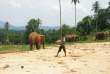 Sri Lanka - L'orphelinat des éléphants