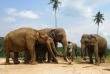 Sri Lanka - L'orphelinat des éléphants