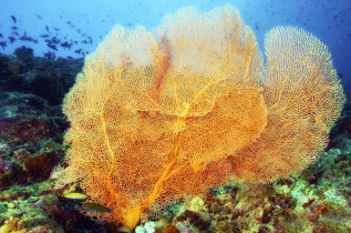 Maldives - TGI Diving Helengeli © Marco Caré