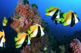 Maldives - Coco Dive Bodu Hithi