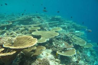 Maldives - Centre de plongée Dive and Sail - Tables d'acropores