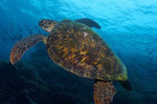 Maldives - Euro Divers - La plongée - Tortue