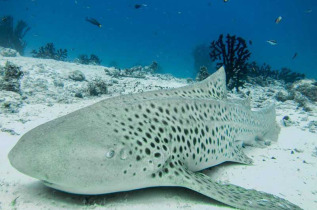 Maldives - Nika - La plongée - Requin-léopard