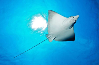 Maldives - Prodivers Kuredu