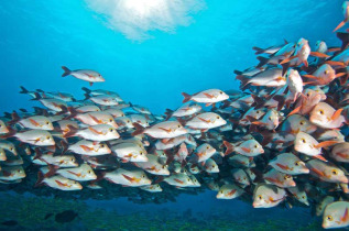 Maldives - Prodivers Vakarufalhi