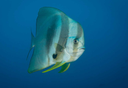 Maldives - Croisière plongée Amis des Maldives - Oceane One © Damien Cudel