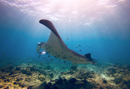 Maldives - TGI Diving Helengeli © Markus Schubert