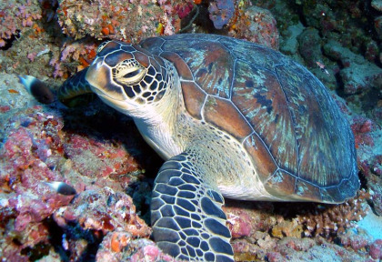 Maldives - Coco Dive Dhuni Kolhu