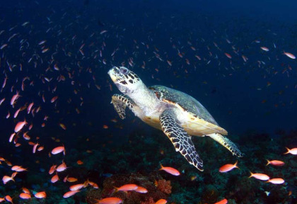 Maldives  - Centre de plongée Dive Ocean - Tortue