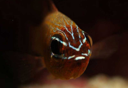 Maldives – Euro-Divers Dighali © Andi Voetz