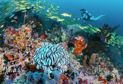 Maldives - Euro-Divers