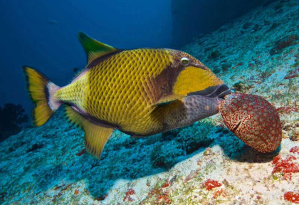 Maldives - Prodivers Vakarufalhi